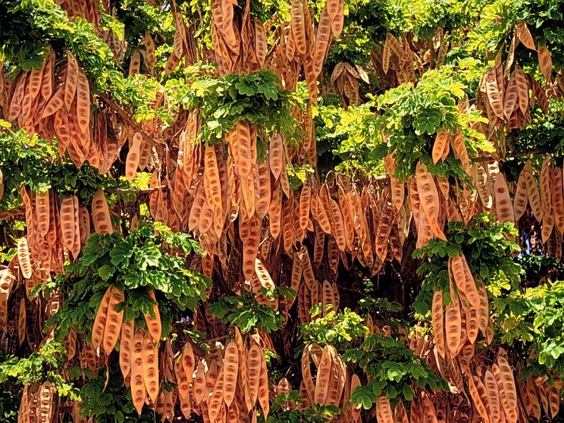 Acacia Pods, Escondido, California